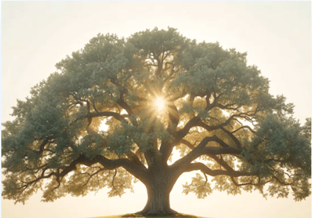 A mature oak at sunrise